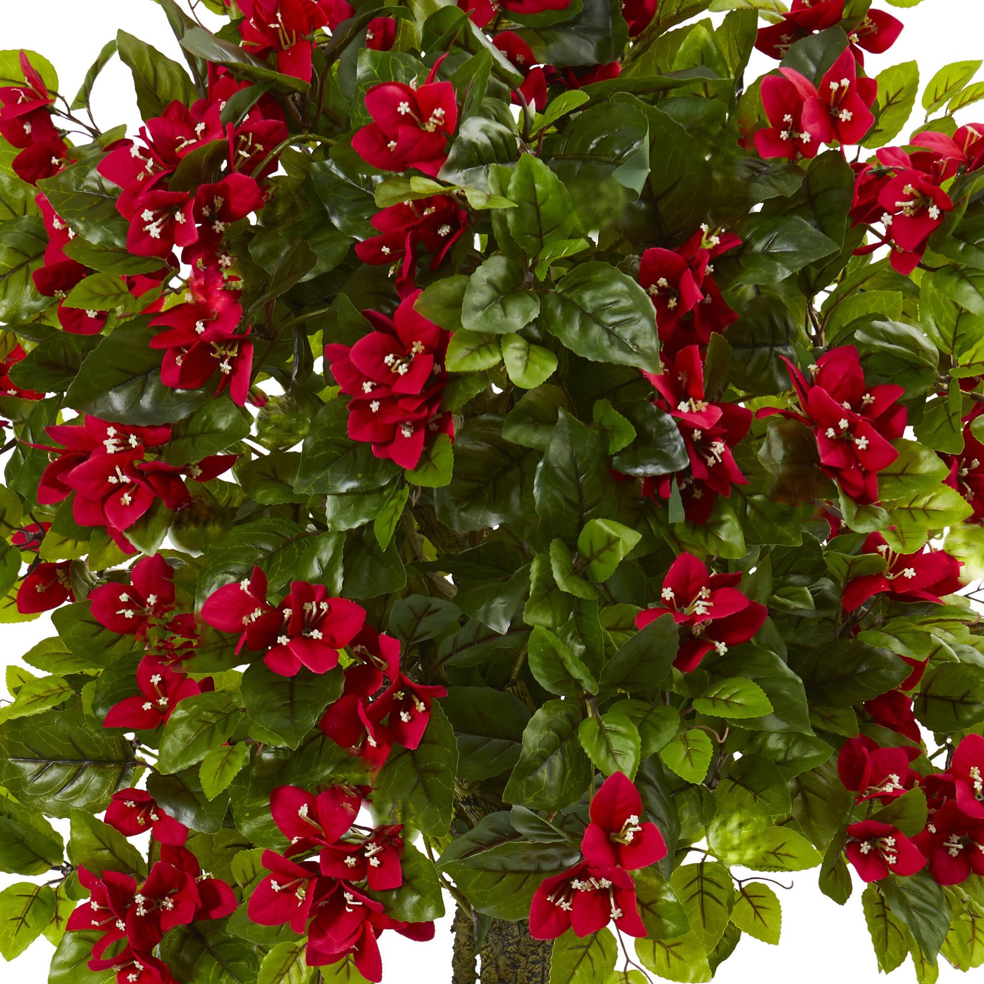 5ft. Potted Bougainvillea Topiary Tree